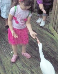 Child feeding a crane on a family trip.